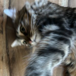 Meet your Posher, Sarahi